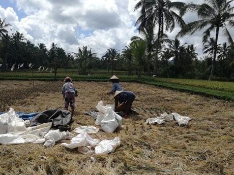 Bali, itinerario di viaggio di 12 giorni e consigli Bali rice terrace Ubud