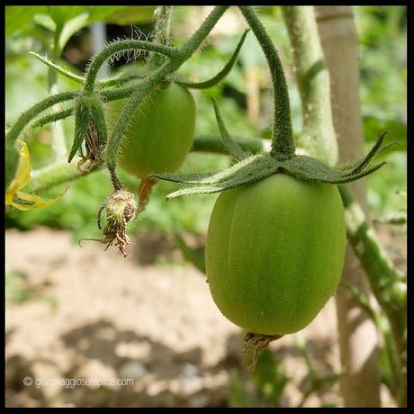 I primi pomodoro I primi pomodoro