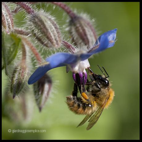 Sulle foto agli insetti impollinatori Sulle foto agli insetti impollinatori