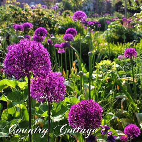 Il favoloso giardino di Anita Are you ready for lots of purple alliums? My garden looks terrific these days with hundreds of alliums, columbines and fresh green. I can't get enough of this view! Hope you enjoy it, too! We hebben weer heel veel allium bollen gezet afgelopen naarjaar en ze zijn nu aan het bloeien! Het ziet er echt geweldig uit. Jedes Jahr kann ich s kaum erwarten bis meine Alliums blühen und jetzt ist es wieder soweit #landelijketuin #landelijkesfeer #landliebe #landelijkestijl #tuin #landliebe #landliv #hornveilchen #sweetviolet #mycountrycottage #countrycottage #frühlingsgefühle #instaflowers #instaflowers #inhetzonnetje #ilovemyalliums #alliums #purplesensation #maygarden #instagarden #zierlauch