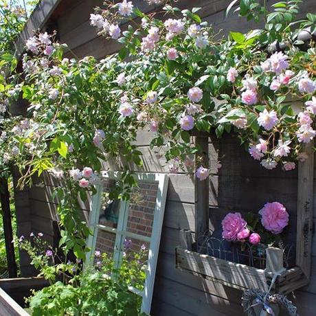 Il favoloso giardino di Anita Paul’s Himayalan Musk Rose behind the potting shed. It only flowers once but in abundance and has a wonderful scent. Mjn klimroos Paul's Himayalan Musk achter het tuinhuisje Paul's Himayalan Musk hinter dem Gartenhaus. Dies ist eine meiner Lieblingsecken #landelijketuin #landelijkesfeer #landliebe #landelijkestijl #tuin #landliebe #landliv #mycountrycottage #countrycottage #instaflowers #instaflowers #instagarden #rosegarden #oldroses # #rosenliebe #mycottageinstincts # #countrygarden #klimroos #climbingroses #kletterrosen #rosengarten #heart_imprint #ramblingrose #paulshimalayanmusk #rambler #garden #garten