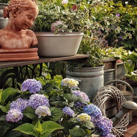 Il favoloso giardino di Anita Hydrangeas 'Endless Summer' on a hot day in July. Have a fabulous Sunday everyone, filled with lots of sunshine, joy and happiness Wat een heerlijke dag, de zon is eindelijk terug en de hemel is blauw! Fijne zondag allemaal Meine 'Endless Summer' Hortensien auf der Terasse. Habt einen wundervollen sonnigen Sonntag heute Ihr Lieben! Ich werde jetzt den Garten wieder fein machen nach den trüben letzten Tagen #landelijketuin #landelijkesfeer #landliebe #landelijkestijl #tuin #landliebe #landliv #mycountrycottage #countrycottage #instaflowers #instaflowers #instagarden #rosegarden #oldroses #rosenliebe #mycottageinstincts #countrygarden #heart_imprint #garden #garten #hortensien #hortensia #hydrangeas #endlesssummer #instagardenlovers