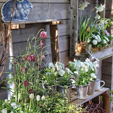 Il favoloso giardino di Anita Behind the potting shed again snakeshead fritillary, Fritillaria meleagris and my white pansies are still in bloom as this corner is rather shady all day long. Enjoy your Sunday Wat hebben wij genoten van de warme lentezon gisteren ☀️ Jullie ook? De purperen klokken van de kievitsbloem zien er nog stets mooi uit. Dit is nog een keer mijn favoriete bloeiend plekje in de schaduw achter het tuinhuisje Ik wens jullie een hele fijne zondag toe Meine gekauften vorgetrieben Schachbrettblumen haben sehr lange geblüht, die 100 Zwiebeln der gleichen Sorte jedoch, die ich im Herbst verbuddelt hatte, sind irgendwie verschwunden Wenn diese jetzt verblüht sind in der Schale, kommen sie auch ins Beet Habt alle einen wundervollen Sonntag #landelijketuin #landelijkesfeer #landliebe #landelijkestijl #tuin #landliebe #landliv #mycountrycottage #countrycottage #instaflowers #instaflowers #instagarden #rosenliebe #mycottageinstincts #countrygarden #heart_imprint #garden #garten #mygatheredgarden #all_gardens #springgarden #frühlingsdeko #liefdevoorbrocante #lente #frühlingsfieber #vintagegarden #whiteflowers #galvanized #fritillariameleagris