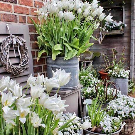Il favoloso giardino di Anita Time to say goodbye to my white spring container garden. This weekend, I will plant new summer flowers in pots around the house Lentesfeer met witte tulpen afgelopen zondag. We zitten na de regen nog gezellig in de tuin. Heerlijk toch Fijne avond Mein weißer Topfgarten am vergangenen Sonntag. Am Wochenende ziehen dann endlich die Sommerblumen ein. Habt Ihr schon Neues gepflanzt? #landelijketuin #landelijkesfeer #landliebe #landelijkestijl #tuin #landliebe #landliv #mycountrycottage #countrycottage #instaflowers #instaflowers #instagarden #mycottageinstincts #countrygarden #heart_imprint #garden #garten #mygatheredgarden #all_gardens #springgarden #frühlingsdeko #liefdevoorbrocante #lente #frühlingsfieber #vintagegarden #tuindecoratie #tuinieren #gärtnern #galvanized #weisseblumen