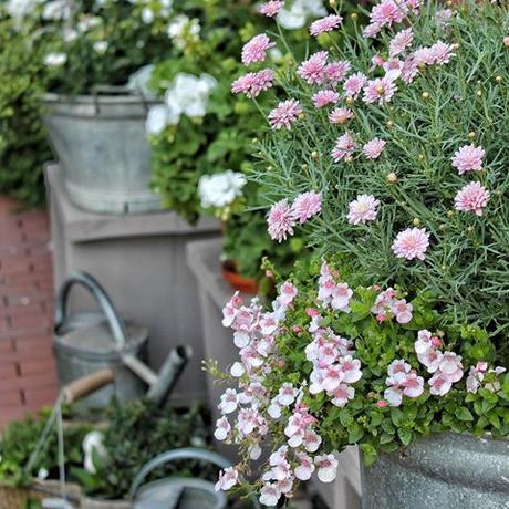 Il favoloso giardino di Anita One of several galvanized pots with annual flowers. I adore the soft colour of diascia. Inspired by Mette @bolettebo Mijn eenjarige zomerbloeiers zien er nog stets prachtig uit. Iedereen alvast een heel fijn weekend toegewenst! Ich liebe diese zarten rosa Blüten des Elfensporns. Entzückend, oder? Habt einen sonnigen Start ins Wochenende Ihr Lieben #landelijketuin #landelijkesfeer #landliebe #landelijkestijl #landliebe #landliv #mycountrycottage #countrycottage #ilovemygarden #instagarden #mycottageinstincts #lovemygarden #landliebe #cottagegarden #inmygarden #inmijntuin #gartenglück #gartendeko #gardenornaments #garten #tuin #jardin #garden #hage #diascia #elfensporn