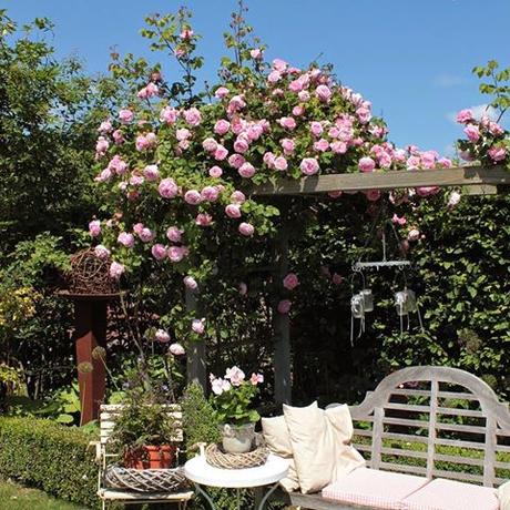 Il favoloso giardino di Anita Constance Spry, climbing rose. It really is one of the most superb of all climbing roses. Constance Spry is remarkable since it was the first rose introduced by David Austin in 1961 as the very first English rose. Sitting on that garden bench over there really feels like heaven. #landelijketuin #landelijkesfeer #landliebe #landelijkestijl #tuin #landliebe #landliv #mycountrycottage #countrycottage #instaflowers #instaflowers #instagarden #rosegarden #oldroses # #rosenliebe #alterosen #mycottageinstincts #9vaga9_rose9 #charlesdemills #historischerosen #austinroses #constancespry #davidaustin #davidaustinroses