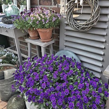 Il favoloso giardino di Anita Goodbye spring flowers and welcome summer! This evening, I removed the last pots with violets and pansies. I hope the new annual summer flowers in my container garden will soon look as lovely as here in May, too! #landelijketuin #landelijkesfeer #landliebe #landelijkestijl #tuin #landliv #mycountrycottage #countrycottage #instaflowers #instaflowers #dekoliebe #sommerfeeling #galvanized