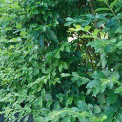 Camera test: Sony Xperia X vs Moto G5 Plus Camera test: Sony Xperia X vs Moto G5 Plus