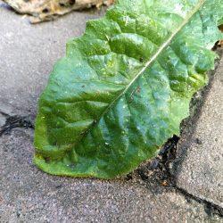 Camera test: Sony Xperia X vs Moto G5 Plus Camera test: Sony Xperia X vs Moto G5 Plus