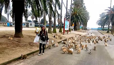 Okunoshima l'isola dei conigli Okunoshima l'isola dei conigli