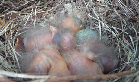 nido NIDI. COME COSTRUIRE UNA DIMORA