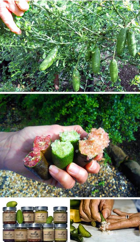 Finger lime, il caviale vegano Finger lime, il caviale vegano