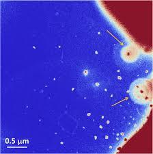 “La Sindone è l’immagine reale di un corpo torturato” LE NANOPARTICELLE ANALIZZATE SULLA FIBRA DI LINO