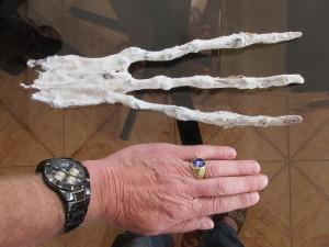 Le mummie “aliene” di Nazca, parlano i medici UNA MANO A TRE DITA