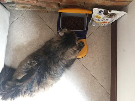 #Perfectfitcat a prova di Oliver ! #Perfectfitcat a prova di Oliver !
