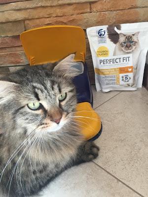#Perfectfitcat a prova di Oliver ! #Perfectfitcat a prova di Oliver !