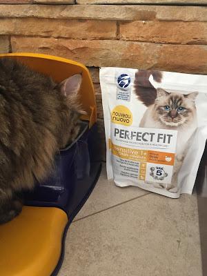 #Perfectfitcat a prova di Oliver ! #Perfectfitcat a prova di Oliver !