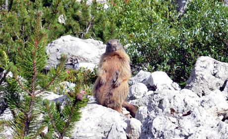 marmotta marmotta