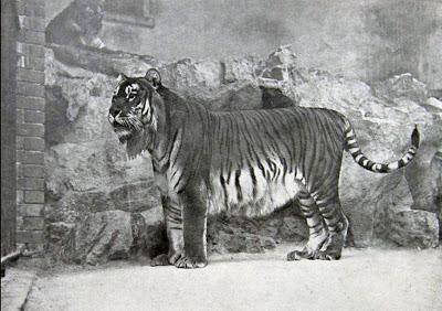 Il ritorno della tigre del Caspio Il ritorno della tigre del Caspio