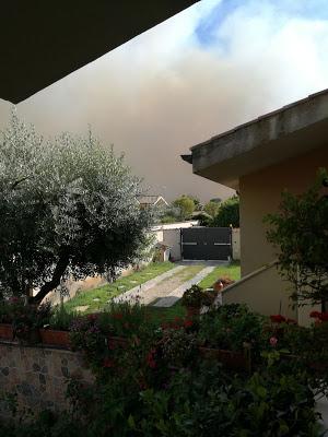 Roma, a fuoco la pineta di Ostia...ancora altre vittime innocenti fiaccate da fiamme e fumo Roma, a fuoco la pineta di Ostia...ancora altre vittime innocenti fiaccate da fiamme e fumo