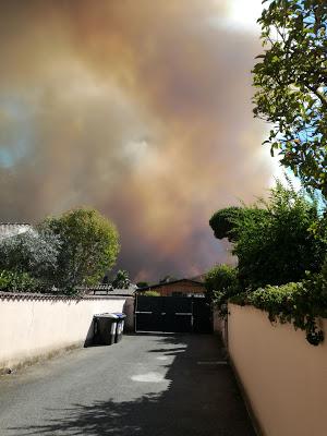 Roma, a fuoco la pineta di Ostia...ancora altre vittime innocenti fiaccate da fiamme e fumo Roma, a fuoco la pineta di Ostia...ancora altre vittime innocenti fiaccate da fiamme e fumo