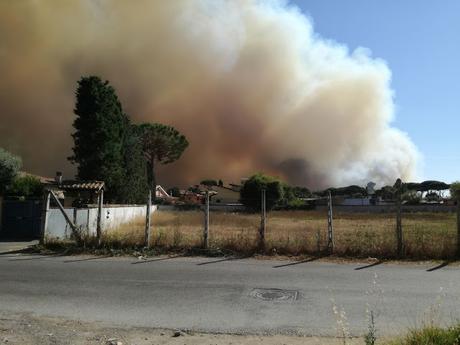 Roma, a fuoco la pineta di Ostia...ancora altre vittime innocenti fiaccate da fiamme e fumo Roma, a fuoco la pineta di Ostia...ancora altre vittime innocenti fiaccate da fiamme e fumo