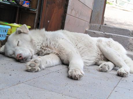 Centinaia di cani randagi sardi in adozione in Germania: il web si mobilita - BlogoSocial Centinaia di cani randagi sardi in adozione in Germania: il web si mobilita - BlogoSocial