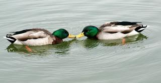 Animali gay: ecco perché fanno bene alla specie Animali gay: ecco perché fanno bene alla specie