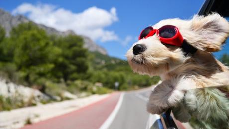 In viaggio con i nostri amici animali In viaggio con i nostri amici animali