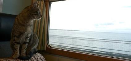 In viaggio con i nostri amici animali In viaggio con i nostri amici animali