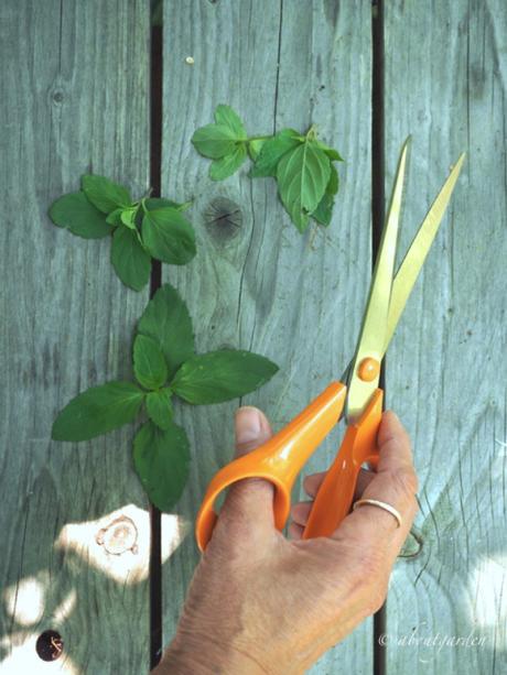 Forbici da giardino con manico arancione Forbici da giardino con manico arancione