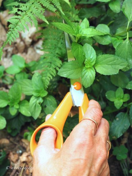 Forbici da giardino con manico arancione Forbici da giardino con manico arancione