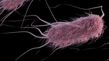 Scienziati hanno caricato una GIF dentro un batterio vivo Scienziati hanno caricato una GIF dentro un batterio vivo