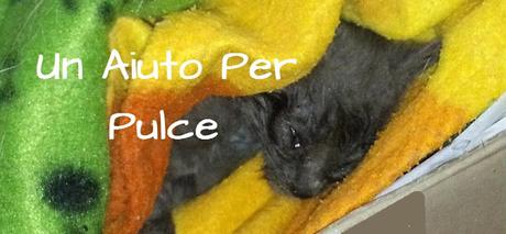 creazioni lilla cambio aiuto Pulce