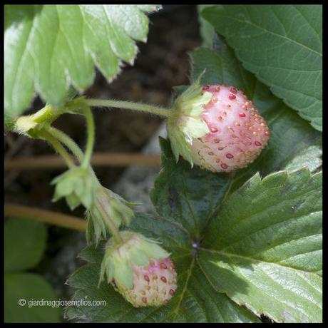 Fragole quasi mature Fragole quasi mature