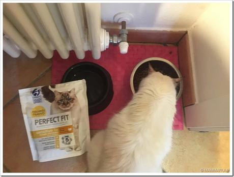 Gatti in forma per l’estate! Gatti in forma per l’estate!