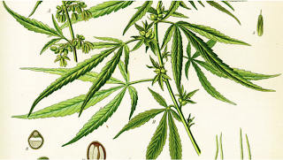 Ancora difficile l'accesso ai farmaci cannabinoidi Ancora difficile l'accesso ai farmaci cannabinoidi