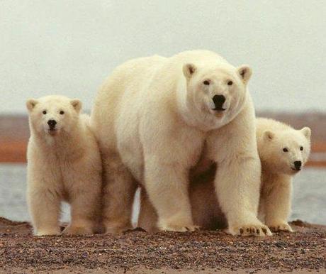 Notizie dall’Artico: gli orsi polari chiedono aiuto!