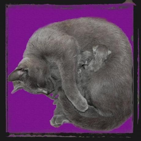 runaray-nascita-cuccioli-certosino-primo-giorno runaray-nascita-cuccioli-certosino-primo-giorno