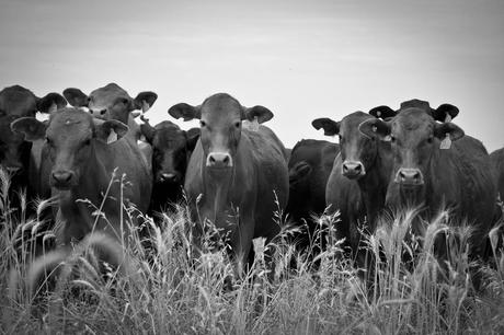 L'opposto del minimalismo: le farm di contenuti tutti uguali