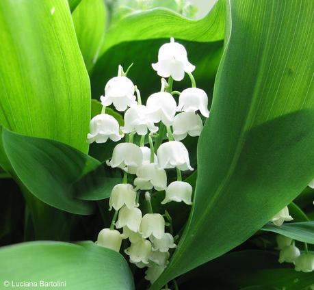 FIORI DI STOFFA (E NON)