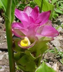 La curcuma, la spezia della salute.