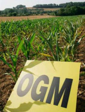 Pressioni americane per gli Ogm in Europa? ogm