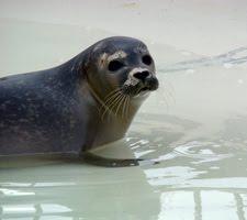 Foca libera corre verso il mare (Video) Foca libera corre verso il mare (Video)