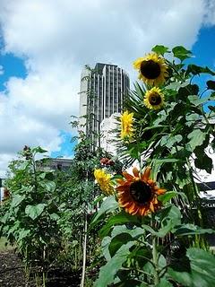 Sunflower Guerrilla Gardening