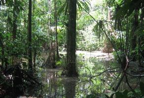 Dall'Amazzonia, un nuovo modello di sviluppo