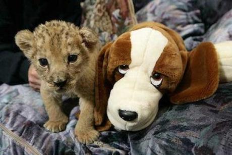 Animals with Stuffed Animals, un sito tutto coccole e tenerezza