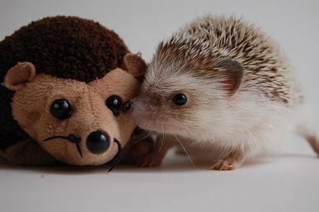 Animals with Stuffed Animals, un sito tutto coccole e tenerezza