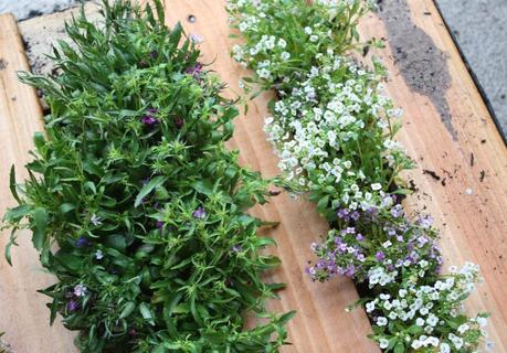 Come trasformare un pallet in un orto verticale da balcone/ How to turn a pallet into a vertical urban garden