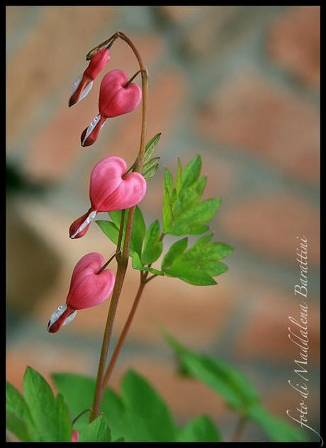 Dicentra Spectabilis – Cuor di Maria